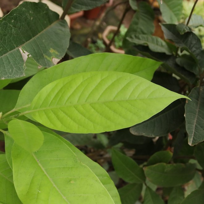 Ngọc Lan Trắng 2