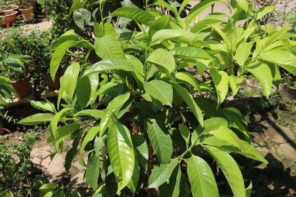 Ngọc Lan Trắng 5