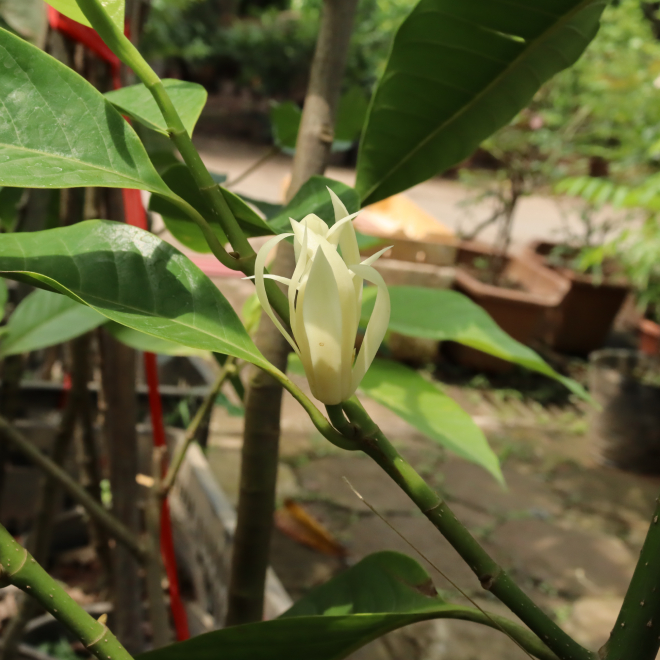 Ngọc Lan Trắng 3