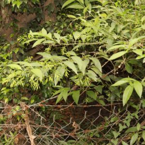🌿Cây hoa dạ lý hương