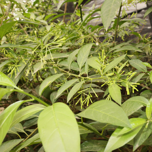 Dạ Lý Hương 3