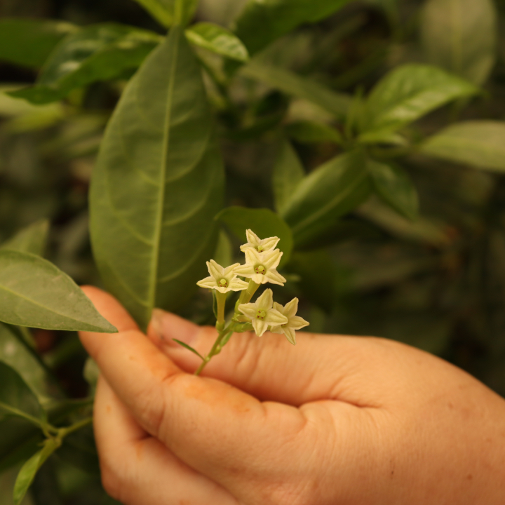 Dạ Lý Hương 5