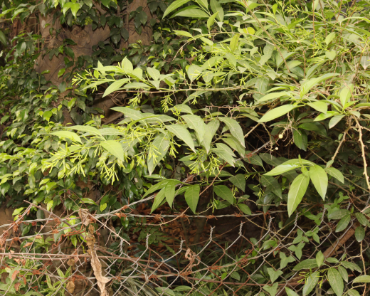 Dạ Lý Hương 1