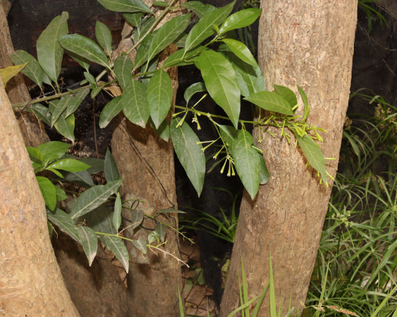 Dạ Lý Hương 4
