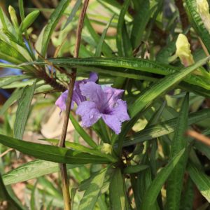 Cây hoa chiều tím