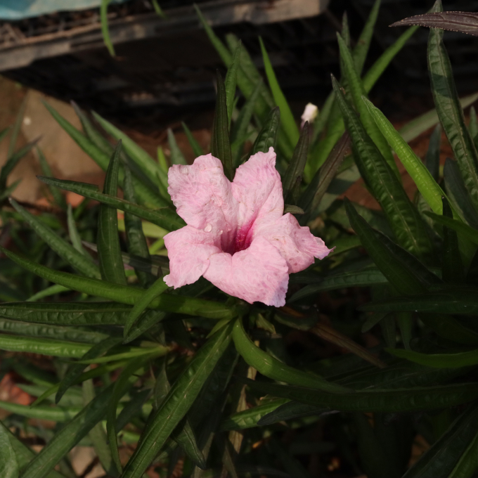 Chiều Tím 4