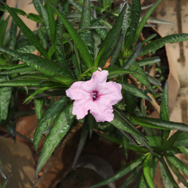 Chiều Tím 1