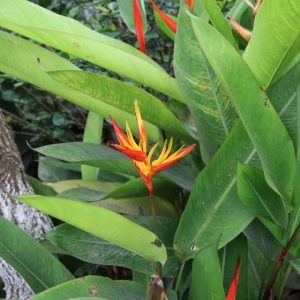 🌿Bầu giống chuối mỏ két