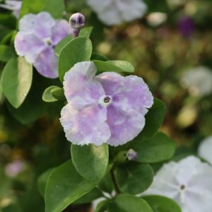 🌿Chậu cảnh hoa nhài Nhật (lài Nhật, lài 2 màu)