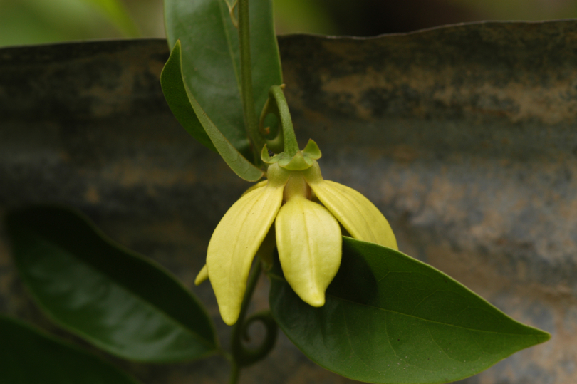 Móng Rồng 1