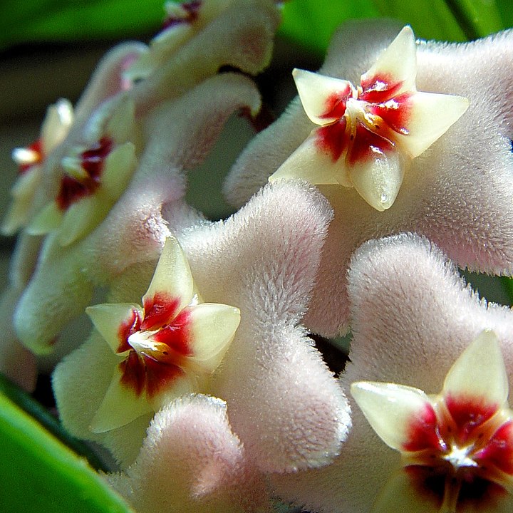 720px Hoya Closeup