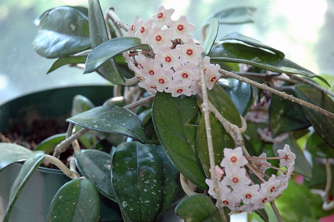 1083px Nkn 2007 06 13 114250 Hoya Carnosa (yvan Leduc Author For Wikipedia)