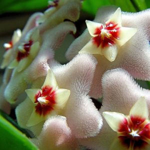 Lan cẩm cù trồng chậu