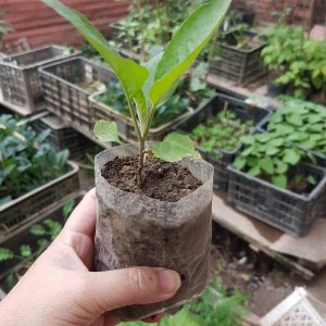 Bán cây giống cà tím Thái Lan- Kỹ thuật trồng cà tím Thái lan