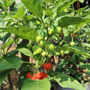🌿Chậu cảnh ớt trái tim (ớt đĩa bay)