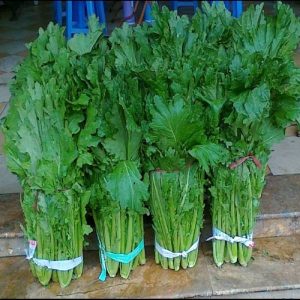Hạt giống cải mèo Hà Giang cao sản ( 511 ) – High Quality Seeds