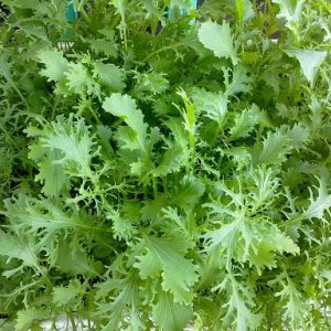 5gram hạt giống cải ngọt đuôi phụng xanh