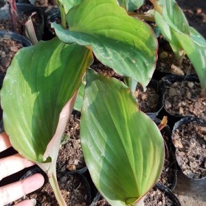 Cây giống gừng đen