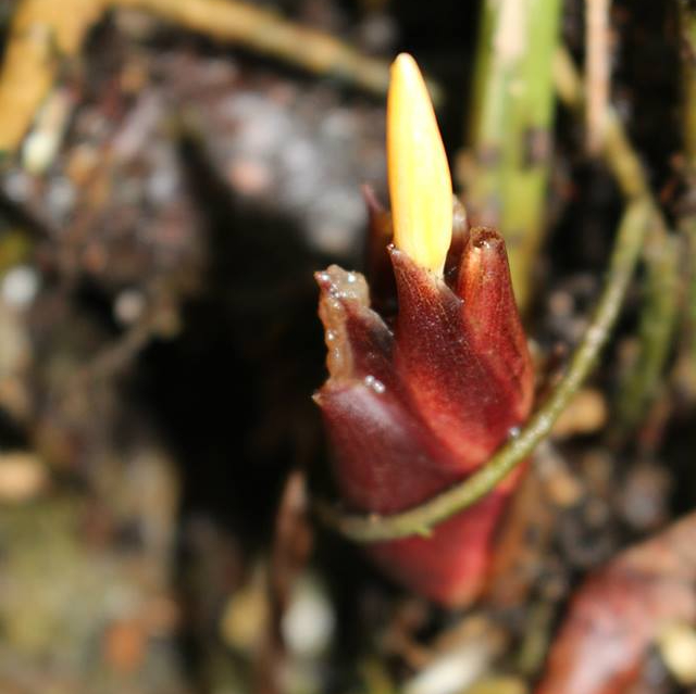 Gừng đen Distichochlamys Orlowii 8