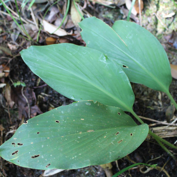 Gừng đen Distichochlamys Orlowii 1