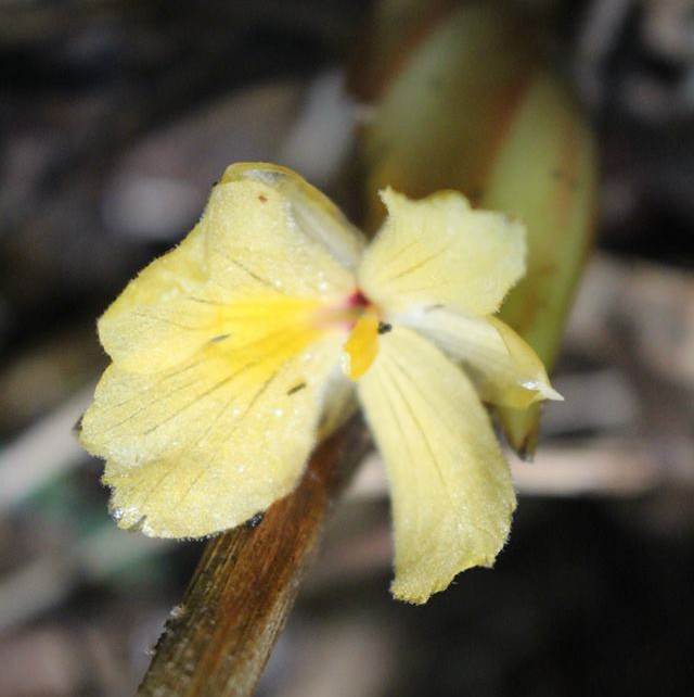 Gừng đen Distichochlamys Orlowii 4