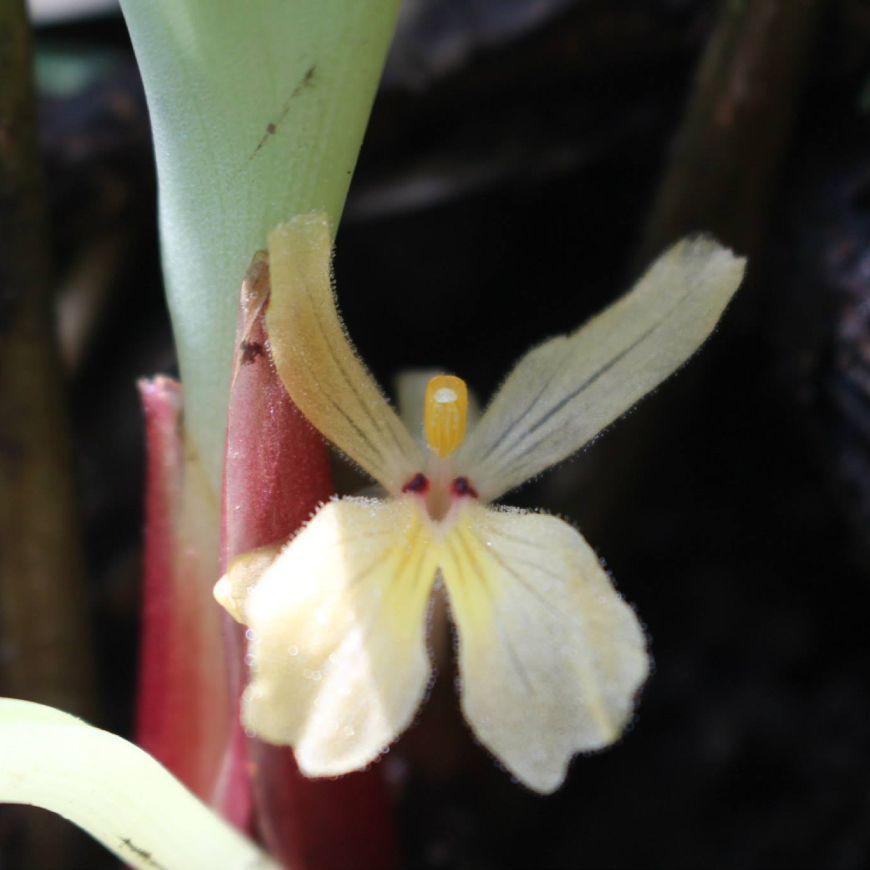 Gừng đen Distichochlamys Orlowii 3