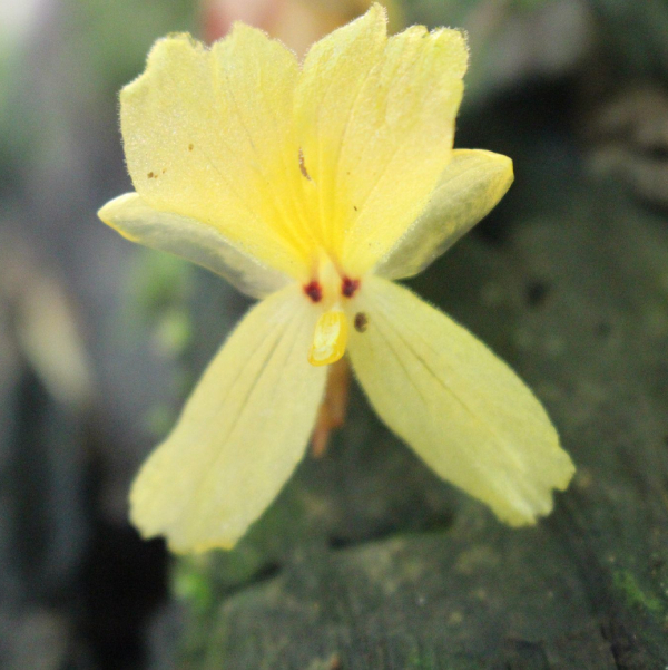 Gừng đen Distichochlamys Orlowii 5