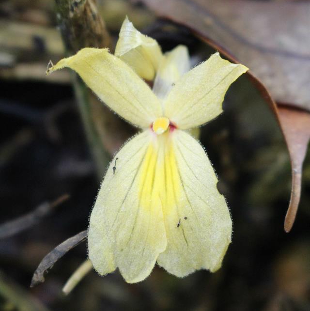 Gừng đen Distichochlamys Orlowii 6