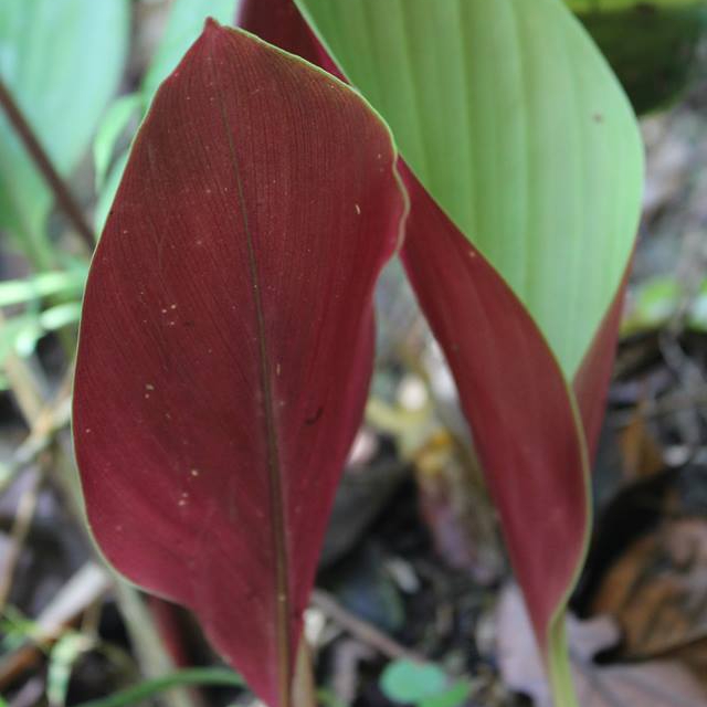 Gừng đen Distichochlamys Orlowii 2