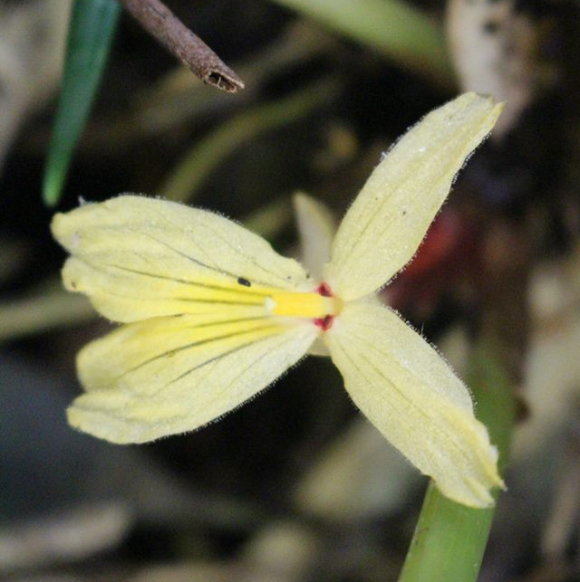 Gừng đen Distichochlamys Orlowii 7