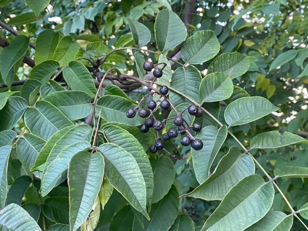 Hoàng Bá 5
