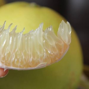 Giống cây bưởi Phúc Trạch