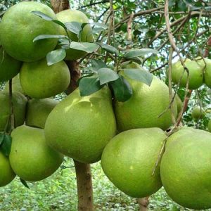 Bưởi năm roi cây giống