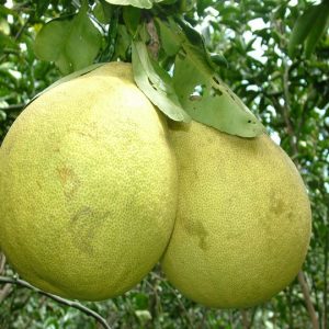 Bưởi Quế Dương
