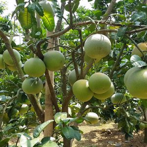 Bưởi đường chín sớm cây giống – số lượng có hạn – không mua rất phí