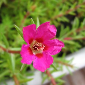 Bầu hoa mười giờ