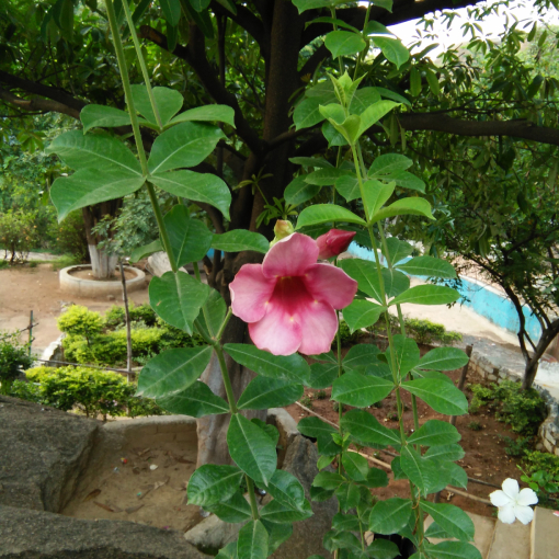 Hoa Hồng Anh 1