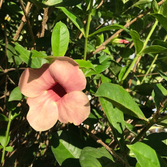 Hoa Hồng Anh 6