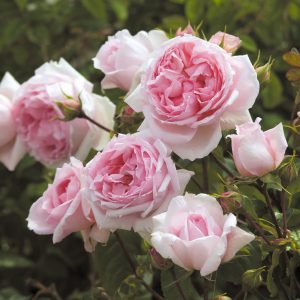 Hoa hồng leo (climbing rose)