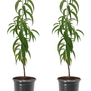 Đào tiên Nhật Bản