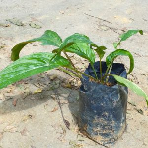 Cây giống râu hùm
