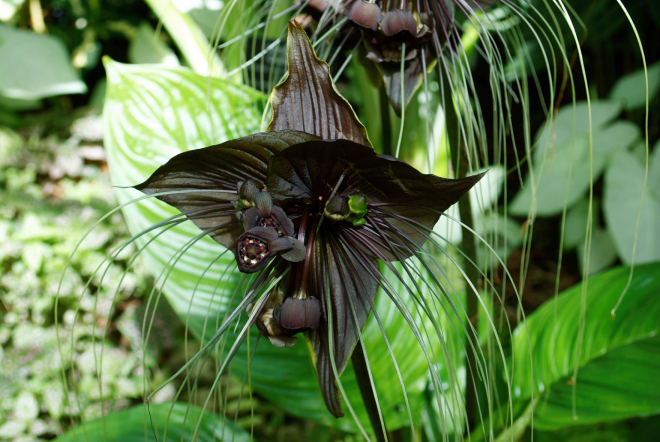 Râu Hùm 1