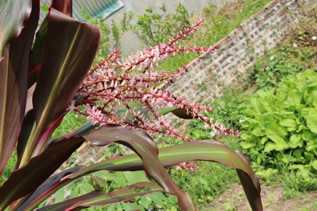 Huyết Dụ 4