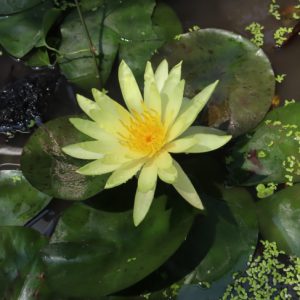Chậu cảnh hoa súng Thái Lan