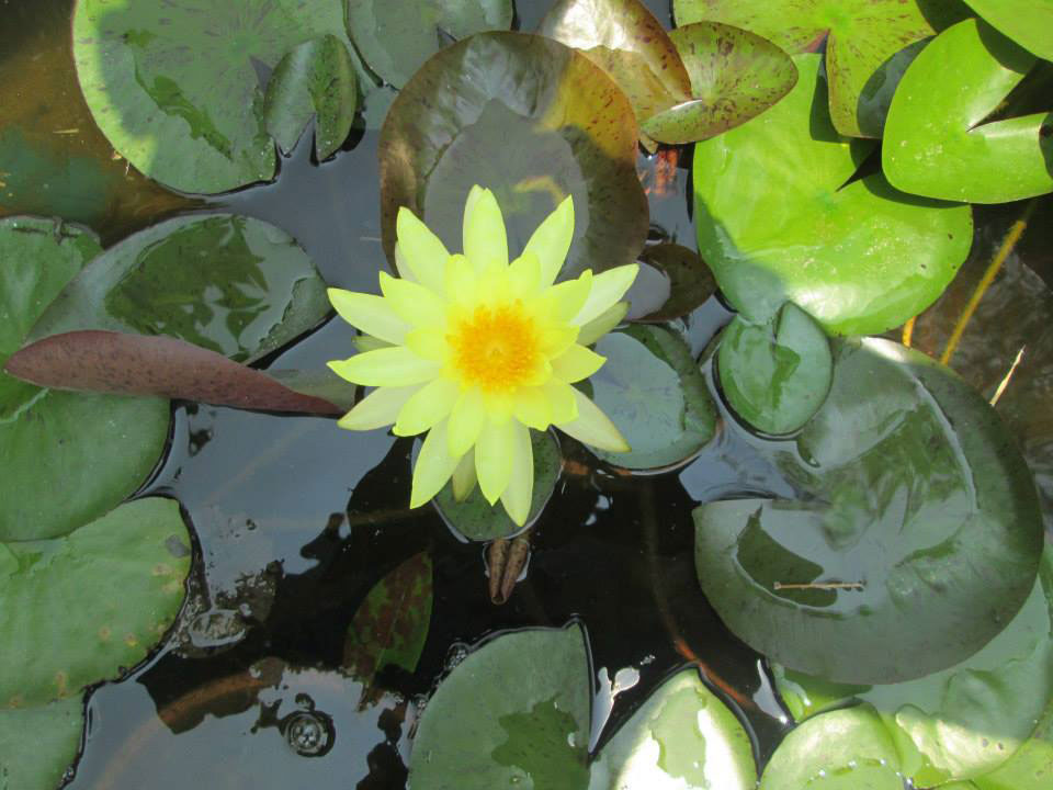 Hình ảnh Súng Thái Vàng