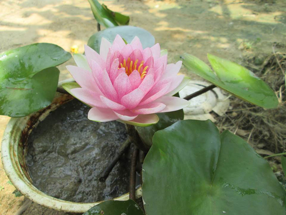 Hình ảnh Súng Thái Hồng