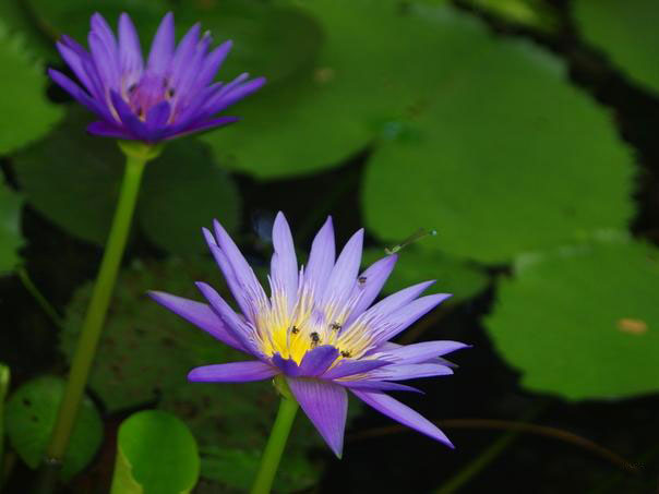 Súng Thái Tím Thuỷ Chung
