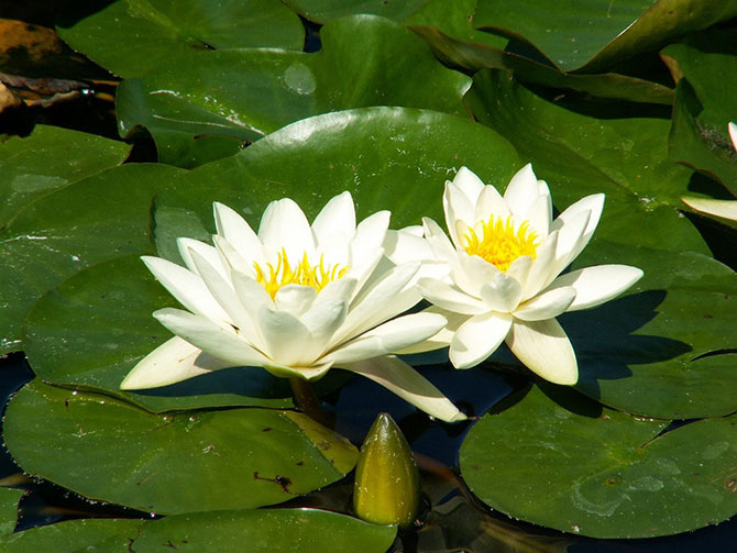 Hình ảnh Súng Thái Trắng