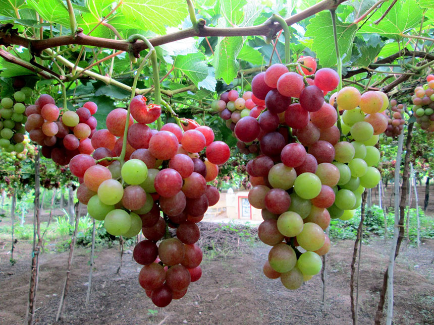 vườn nho ninh thuận