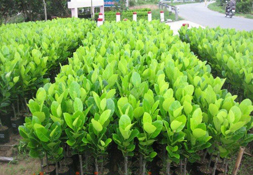 cách trồng mít nghệ tứ quý